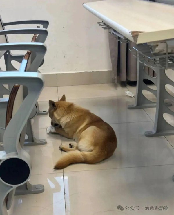 上海配资网 学校里的大黄进班里上课，还抢答问题，最后……哈哈哈哈！